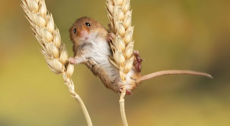 harvest mouse, mouse, rodent, animals, nature, wildlife, canon Harvest Mousephoto preview