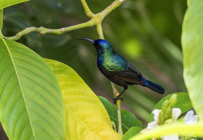 Палестинская нектарница.photo preview