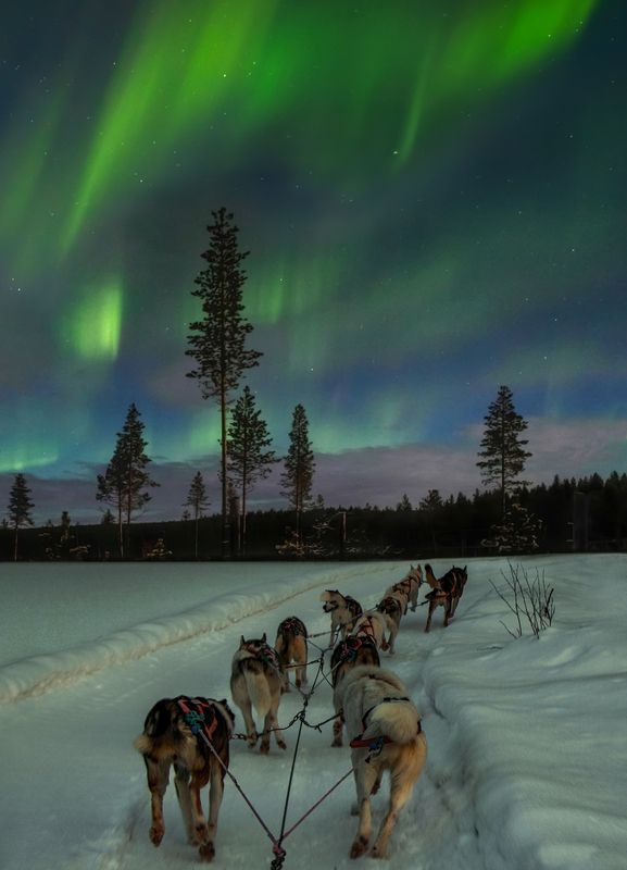 Laplandphoto preview