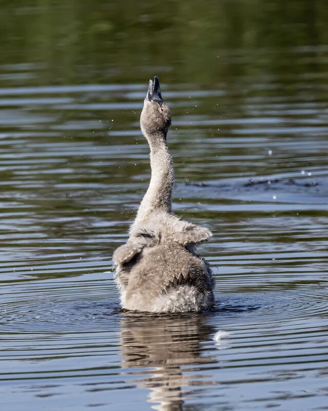 Лебеденок шипунphoto preview
