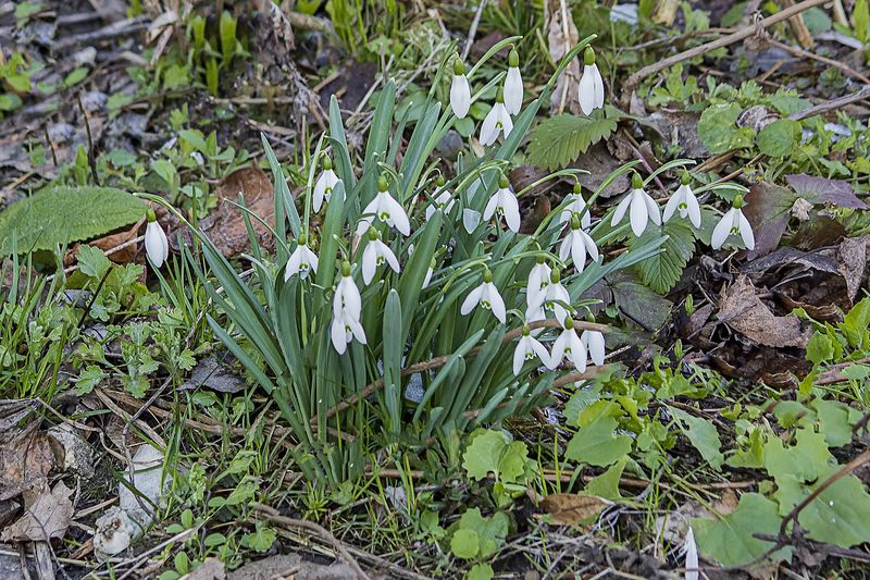 весна, цветы, первоцветы Весенние первоцветыphoto preview