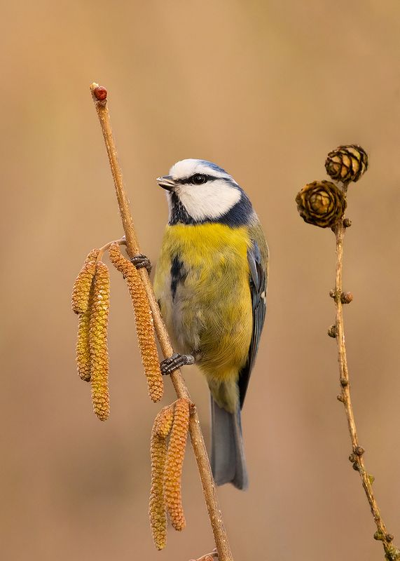 Titmousephoto preview