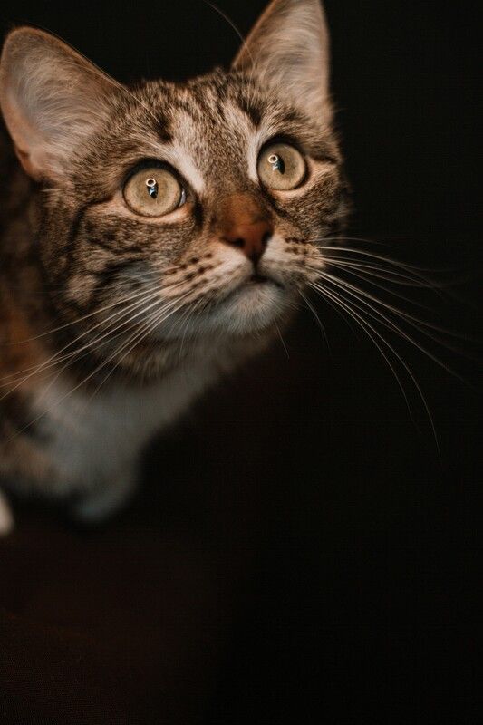 животные,кошка Леонаphoto preview