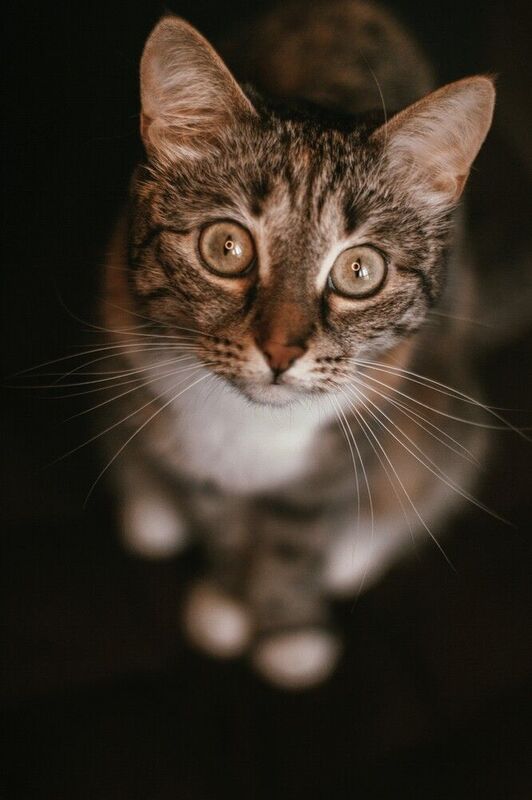 животные,кошка Леонаphoto preview