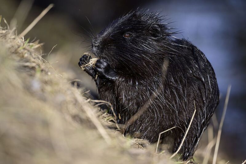 Нутрия ест корешкиphoto preview