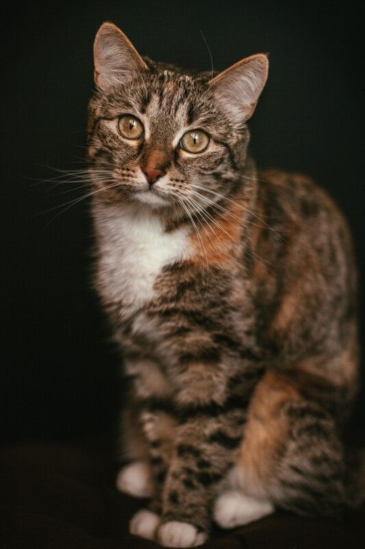 животные,кошка Леонаphoto preview