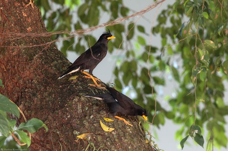 Большая майна Большая майнаphoto preview