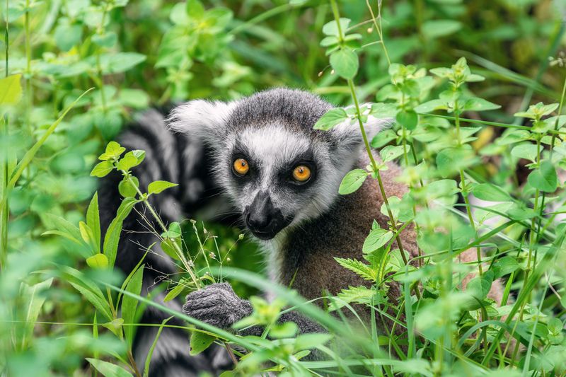 лемур; взгляд, кольцехвостый лемур; кошачий лемур; лемур катта; маки; animal; lemur; ring-tailed lemur; lemur catta; close-up Испытующий взглядphoto preview