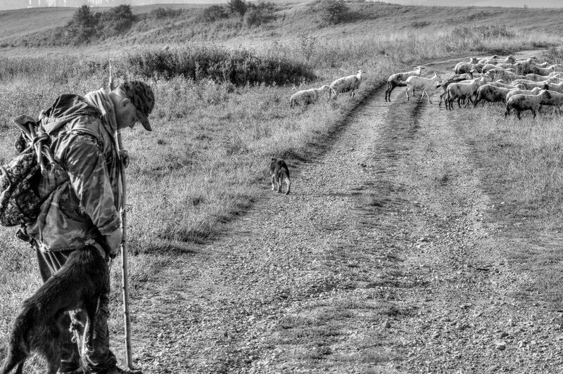 On the way to the pasture 3photo preview