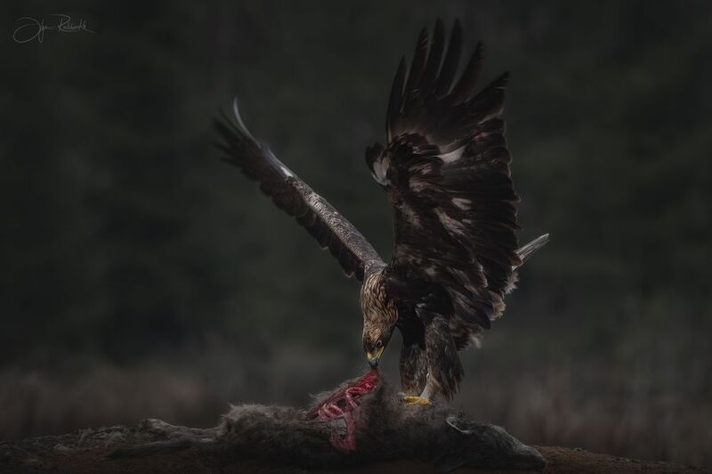 Танец охотника фото превью