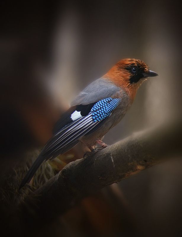 Сойкаphoto preview