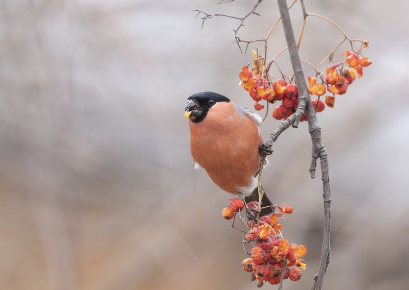 птицы,природа, весна Снегирьphoto preview