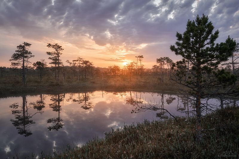 Акварель рассветных болотphoto preview