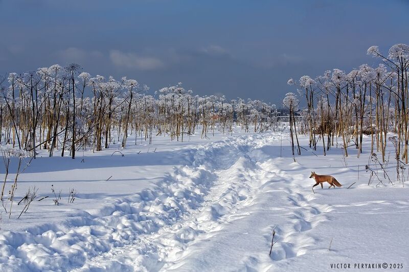 В зимнее утро...photo preview