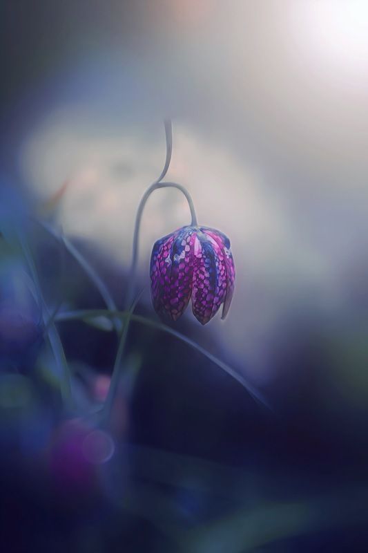 макро, macro, цветы, flower, весна, spring Рябчик шахматныйphoto preview