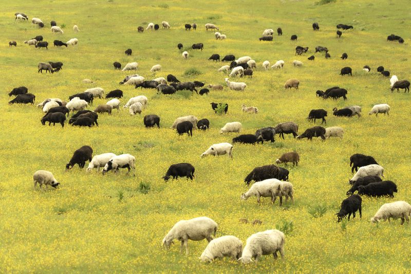 Россия, Кабардино-Балкария, национальный парк Приэльбрусье, урочище Джилы-Су, стадо барашек Краски Кавказаphoto preview