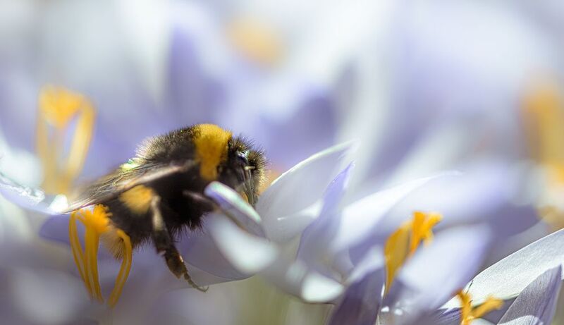 Кочевникphoto preview