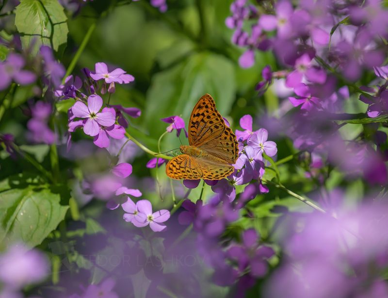 ставропольский край, ставрополье, макро, бабочка, листва, цветы, цветение, луг, май, весна, лето, Майские впечатленияphoto preview