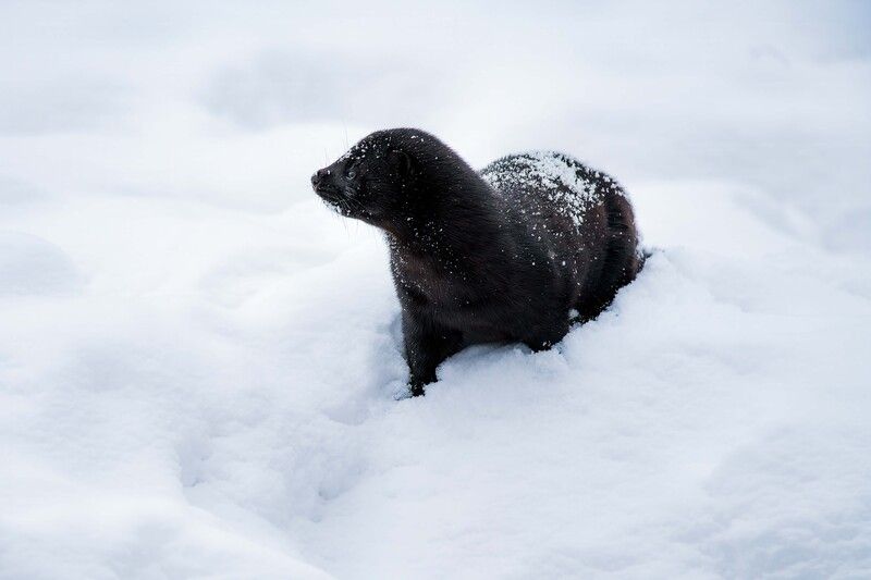 *** фото превью