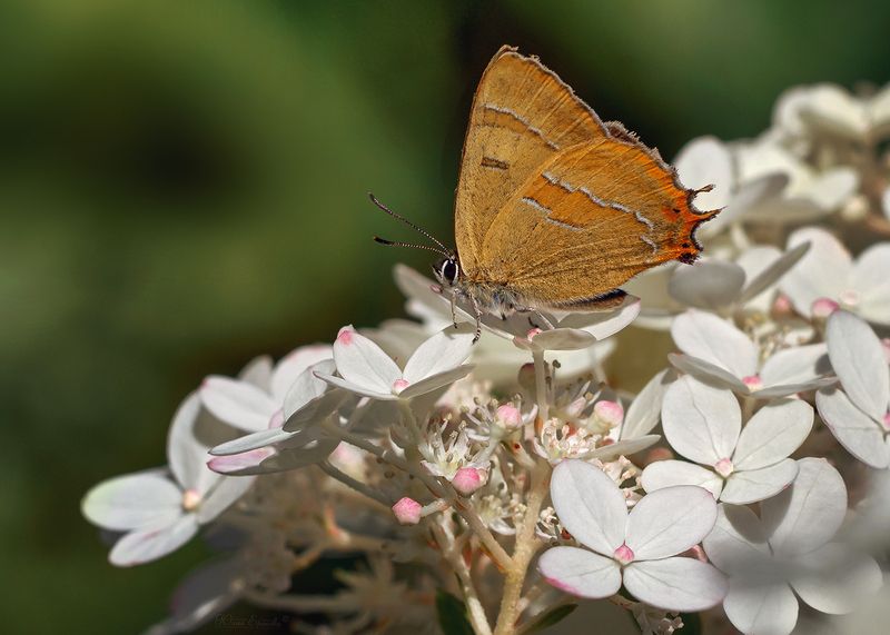 зефир берёзовый, гортензия, бабочка, макро, macro Зефир берёзовыйphoto preview