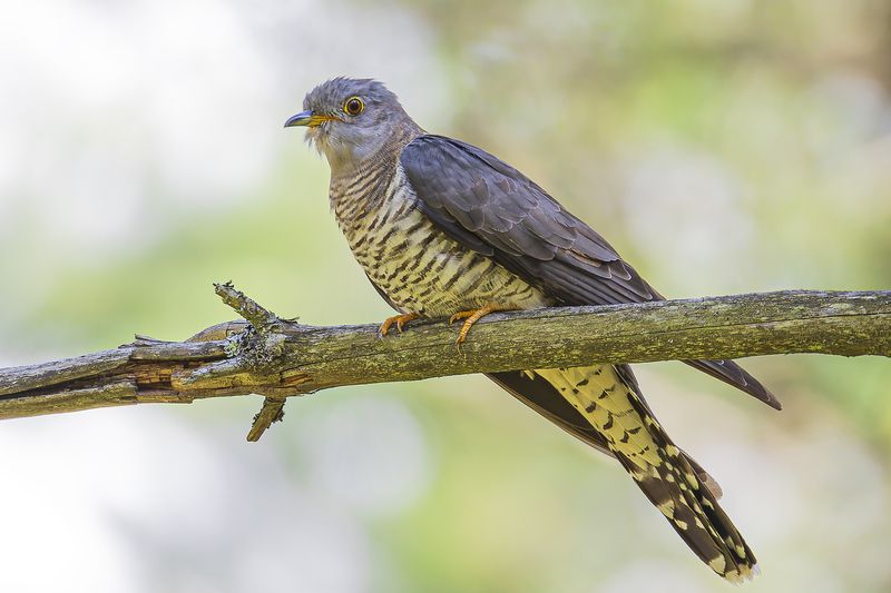 Кукушкаphoto preview