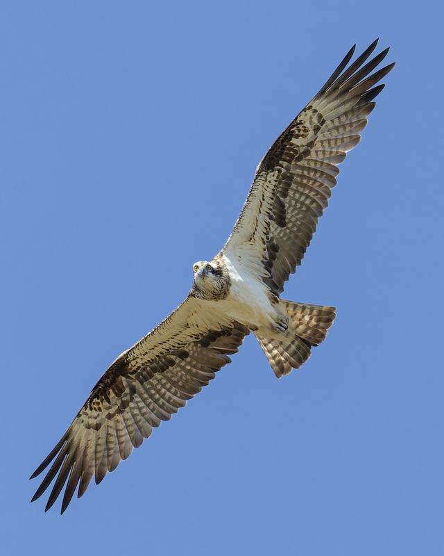 Скопаphoto preview