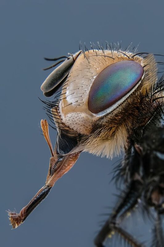 #макросъёмка, #макромир, #макрофото, #макросъемканасекомых, #макро_насекомые, #мирнасекомых, #насекомые, #жуки, #бабочки, #энтомология, #природа, #фауна, #красотаприроды, #фото_насекомых, #фотоприроды, #природавокруг, #увеличение, #ультрамакро, #интересны Цокатух)photo preview