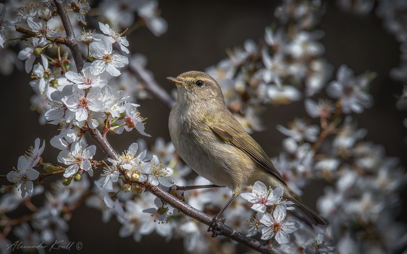 пеночка, теньковка, пеночка-теньковка, phylloscopus collybita Весна!photo preview