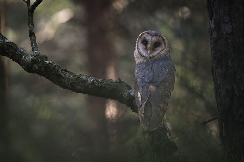 Sova pálená (Tyto alba)  Sova pálená (Tyto alba) photo preview