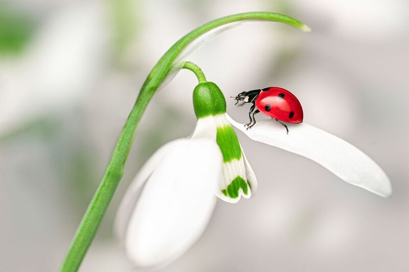 ceclii, macro  фото превью