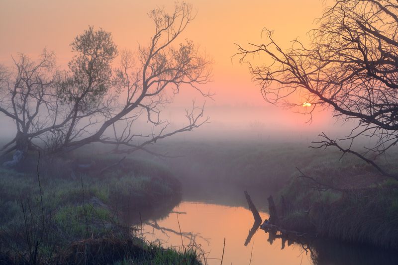 Из-за болот  ... фото превью