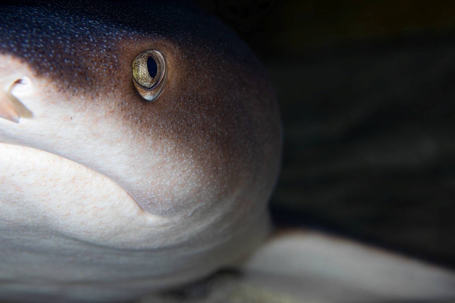 Пол акулы. Автор: Андрей Нарчук , Андрей Нарчук