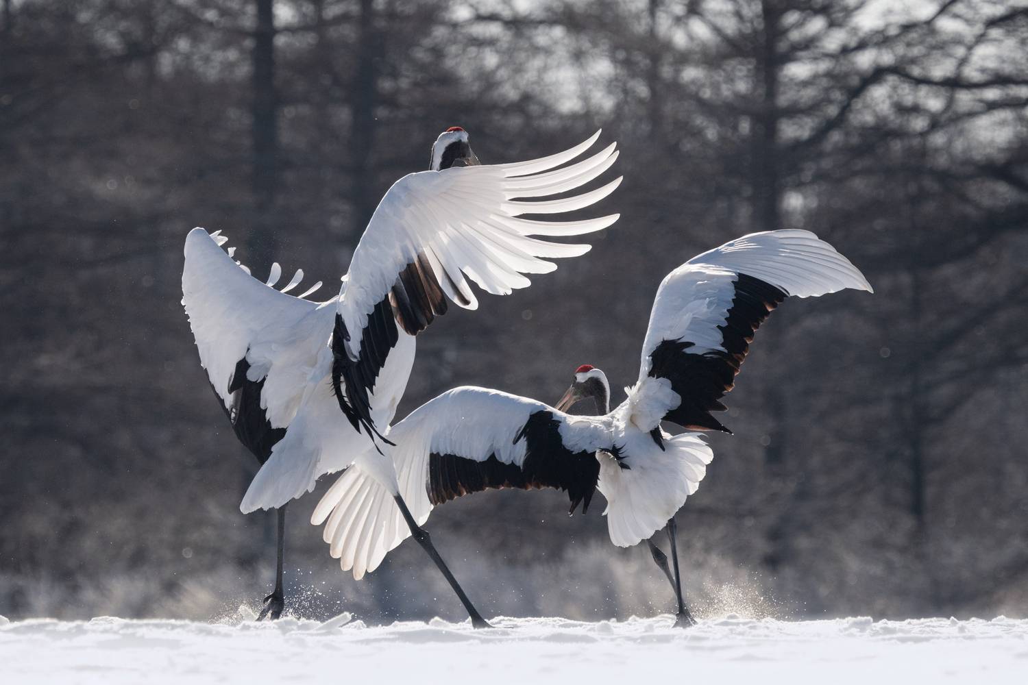winter ballet, red-crowned cranes, hokkaido, nature photography, birdwatching, wildlife travel, snowy landscape, cranes of hokkaido, photography tour, world photo travels, nature lovers, bird photography, japan travel, wildlife adventure, frozen beauty, t, Майк Рейфман