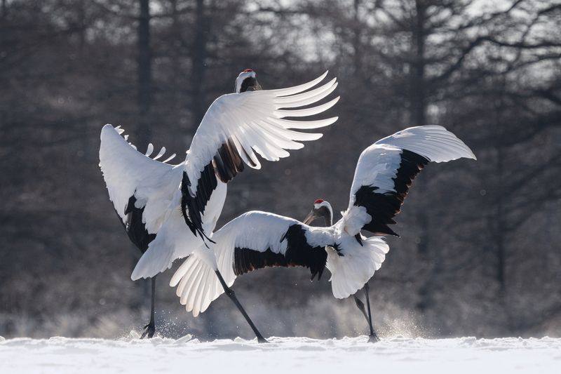 winter ballet, red-crowned cranes, hokkaido, nature photography, birdwatching, wildlife travel, snowy landscape, cranes of hokkaido, photography tour, world photo travels, nature lovers, bird photography, japan travel, wildlife adventure, frozen beauty, t Winter Balletphoto preview