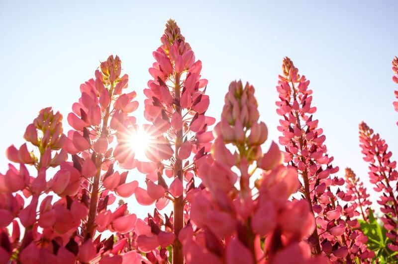 flowers, lupine, meadow, field, nature, beauty, sun, light, seasonal, morning ***photo preview