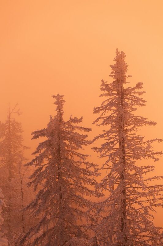 Урал, Южный Урал, Лес, восход Уральский лесphoto preview