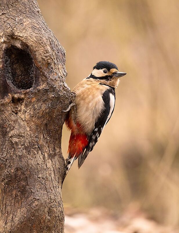 Woodpecker photo preview