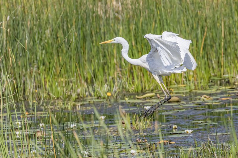 Большая белая цапляphoto preview