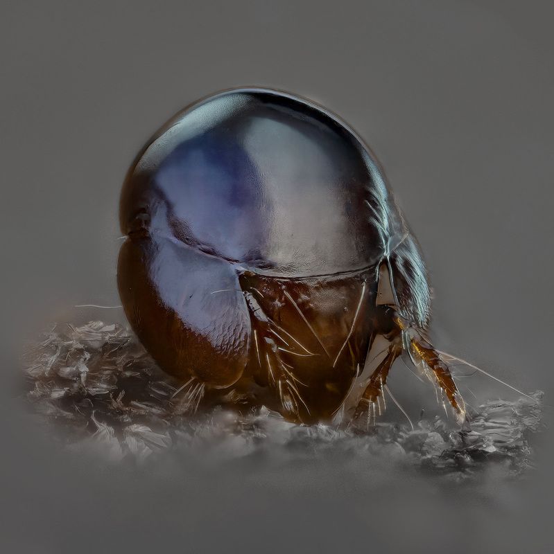 galumnoidea Клещикphoto preview