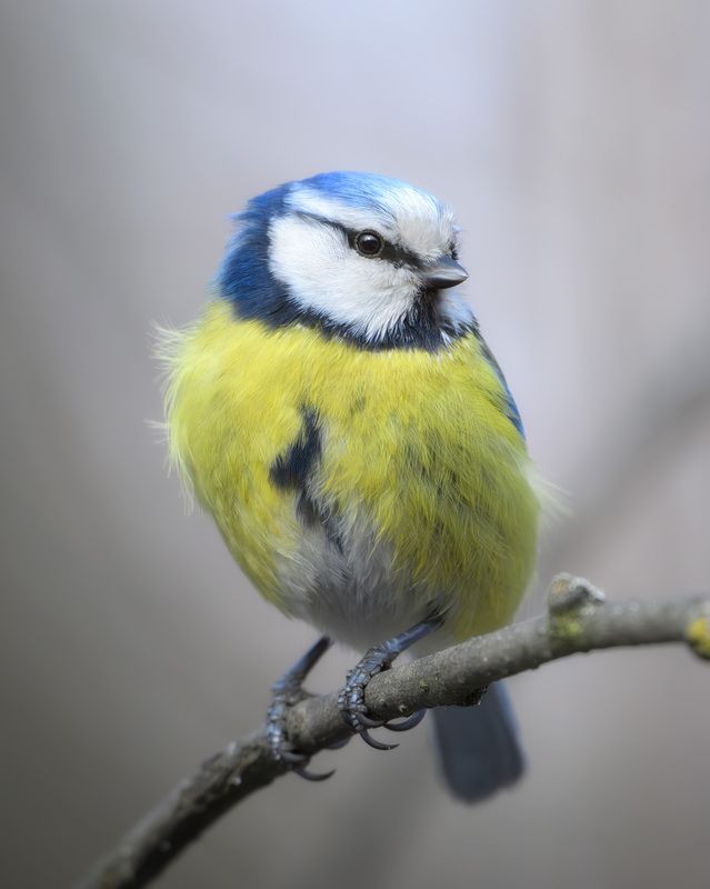 лазоревка, птицы, Москва, лес, природа, весна Лазоревкаphoto preview