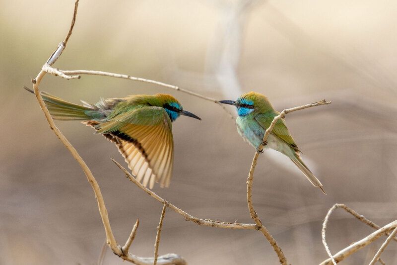 Щурки, или Пчелоеды фото превью