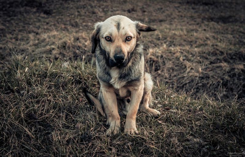 собака, dog, природа ,nature Брродягаphoto preview