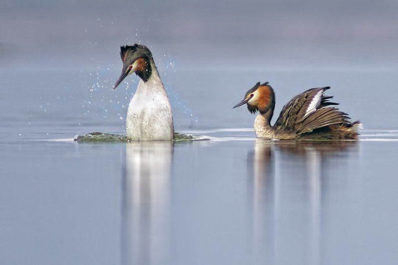 чомга Чомга - любовный танецphoto preview