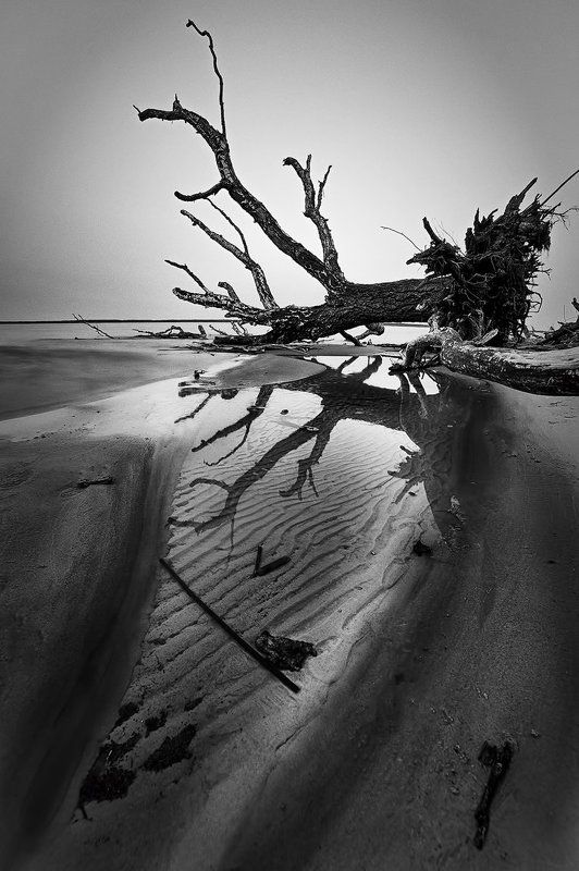 tree,landscape,Rolandas Sutkus, В сердце веет холодомphoto preview