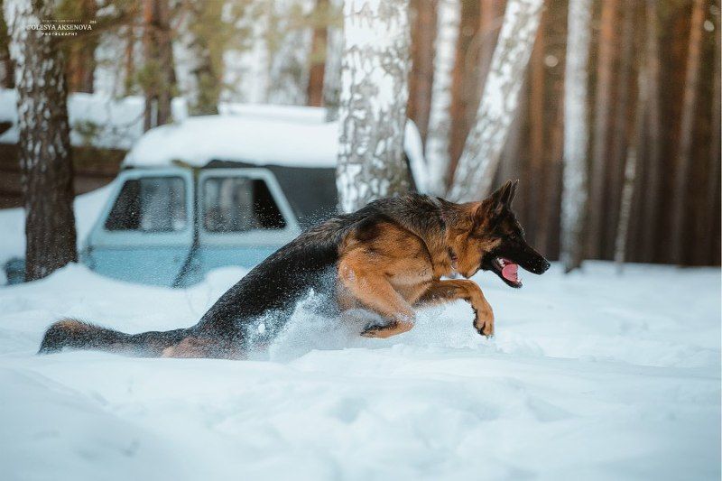 Немецкая овчарка, Но, Прыжок, Снег, Собака photo preview