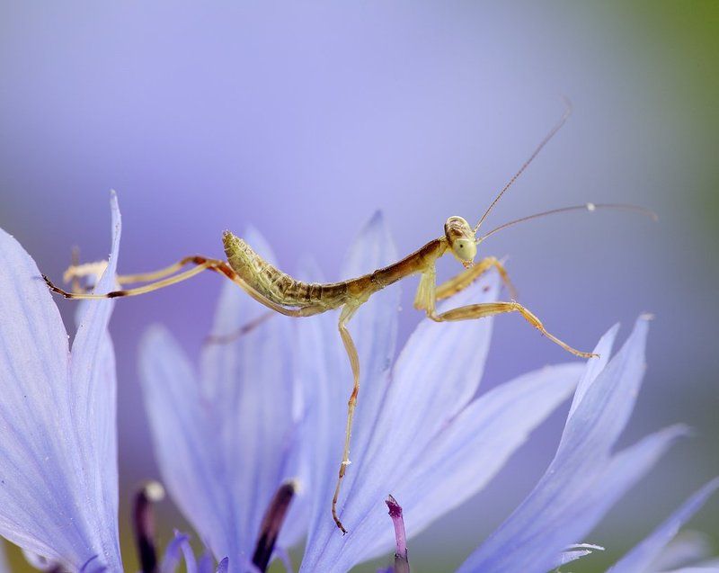 Василёкphoto preview