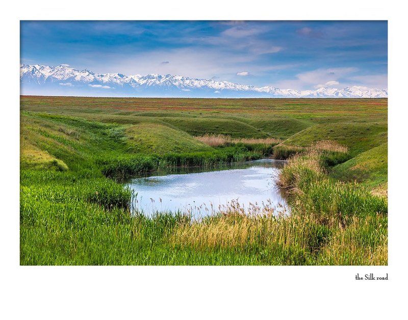 про ремерию отогнутую... roemeria refractaphoto preview