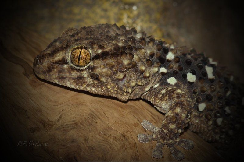 Geckos, Lizards, Pachydactylus turneri, Reptilia, Геккон, Геккон толстопалый Тюрнера, Рептилия, Ящерица Живущие в ночи 9photo preview