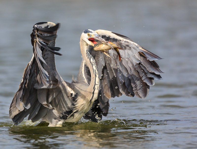 птеродактильphoto preview