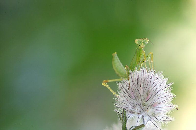 Пушистикphoto preview